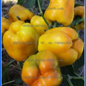 Каліфорнійське чудо жовте