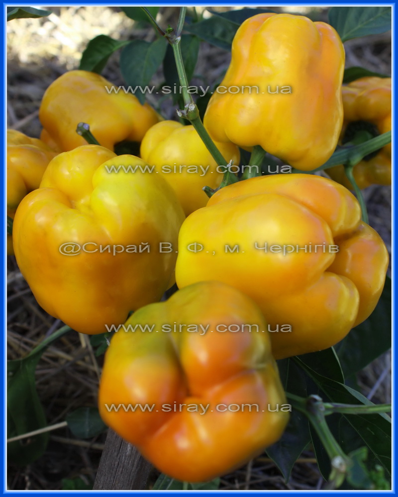 Каліфорнійське чудо жовте