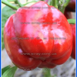 Король півночі