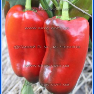 Слонова нога