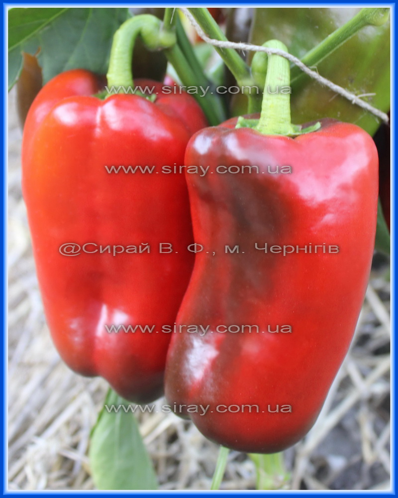 Слонова нога