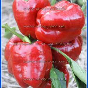 Перець середньостиглий новинка