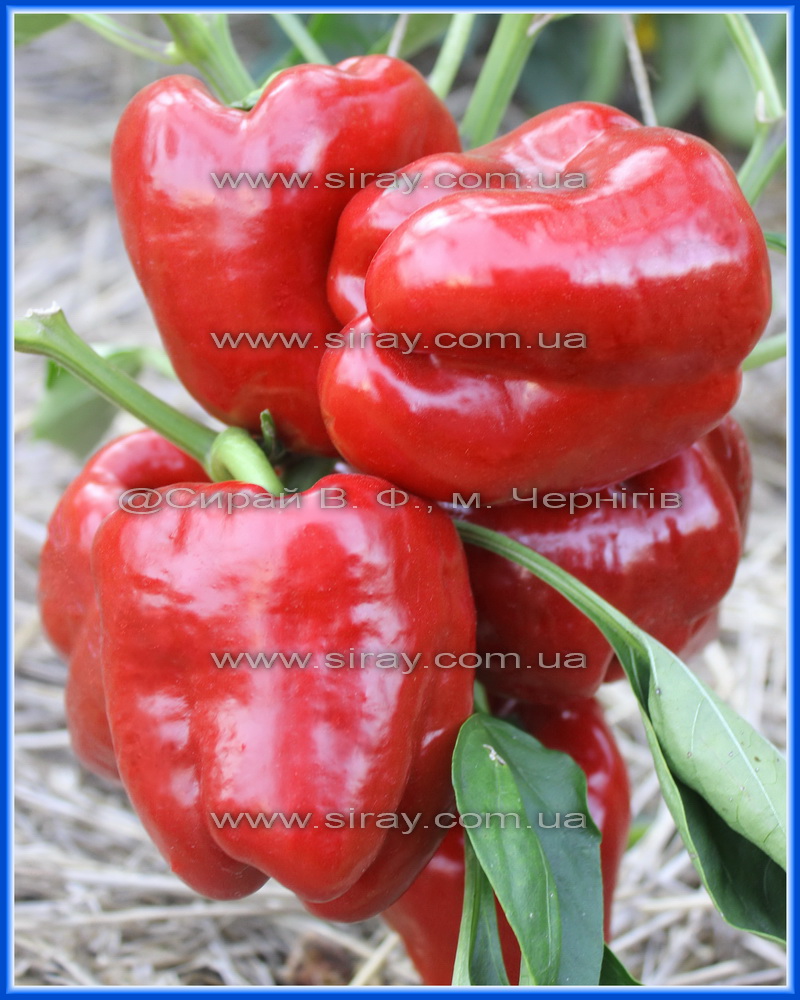 Тайбей (Китай)