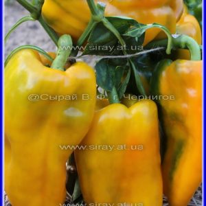 Тевере золотий (Японія)