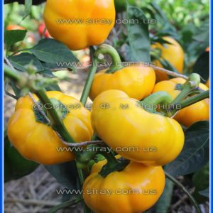 Тореадор жовтий