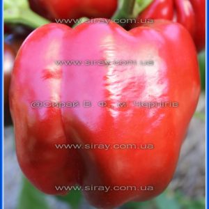 Велика Ведмедиця